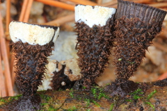 Trichoderma latizonatum