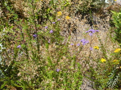 Pseudoselago verbenacea