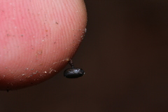 Trichoderma latizonatum