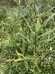 Salix mucronata woodii