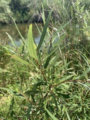 Salix mucronata woodii