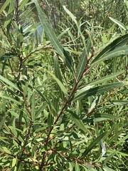 Salix mucronata woodii