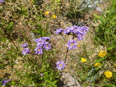 Pseudoselago verbenacea