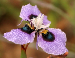 Moraea villosa