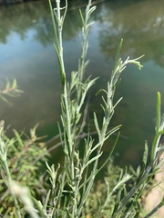 Gomphostigma virgatum