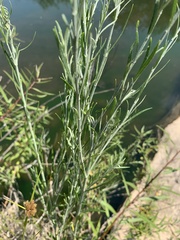 Gomphostigma virgatum