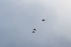 Larus michahellis atlantis