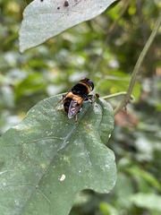 Phytomia