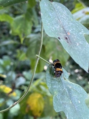 Phytomia