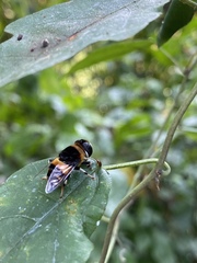 Phytomia