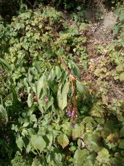 Impatiens glandulifera