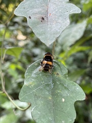 Phytomia