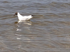 Chroicocephalus ridibundus