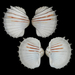 Great Ribbed Cockle - Photo (c) Juan Manuel de Roux, some rights reserved (CC BY-NC), uploaded by Juan Manuel de Roux