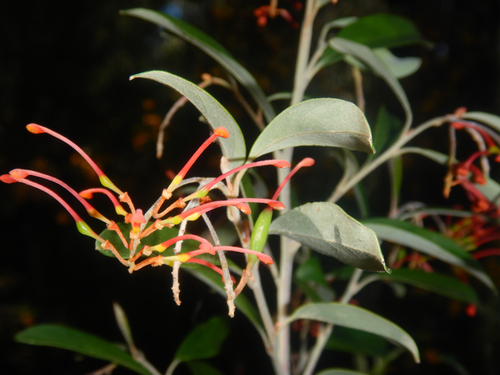Grevillea parvula, photograph 6