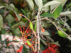 Grevillea parvula, photograph (c) Bryce Watts-Parker, some rights reserved (CC BY)