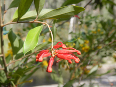 Grevillea parvula, photograph (c) Bryce Watts-Parker, some rights reserved (CC BY)