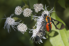 Phoenicoprocta capistrata