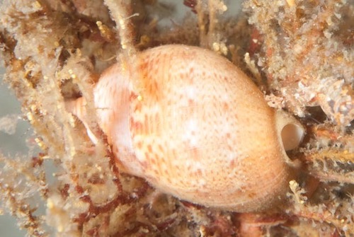 Demoulia ventricosa observed 2025-09-20
