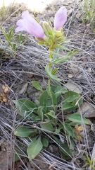 Penstemon eriantherus