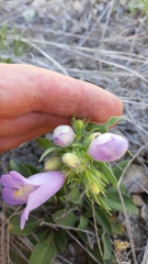 Penstemon eriantherus