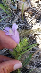 Penstemon eriantherus