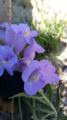 Penstemon eriantherus