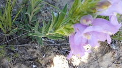 Penstemon eriantherus