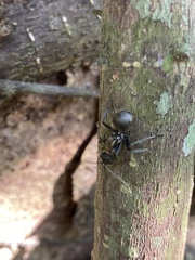 Polyrhachis militaris