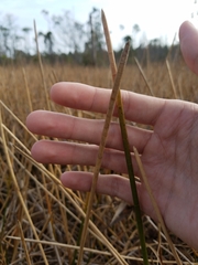 Eleocharis equisetoides