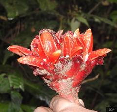 Zingiber chrysanthum