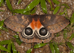 Automeris postalbida