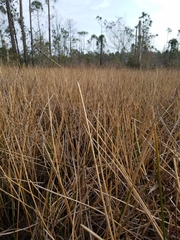 Eleocharis equisetoides