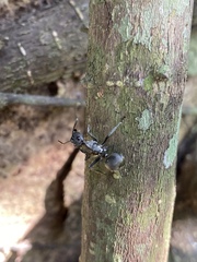 Polyrhachis militaris