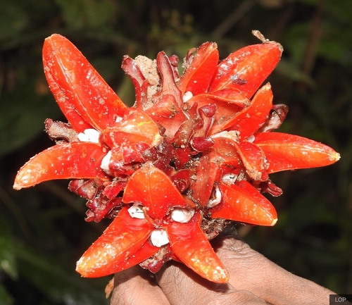 Image of Zingiber chrysanthum by no rights reserved