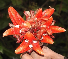 Zingiber chrysanthum
