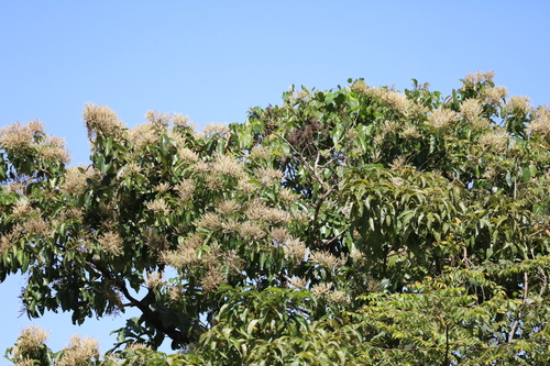 Kindal Tree (Terminalia paniculata)