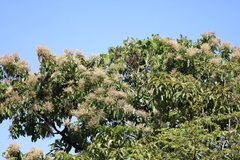 Terminalia paniculata