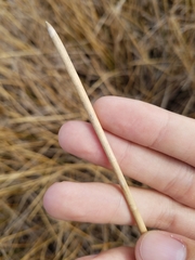 Eleocharis equisetoides