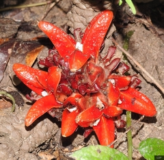 Zingiber chrysanthum