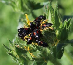 Divales bipustulatus