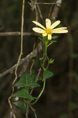 Senecio macroglossus