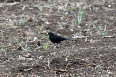 Turdus merula azorensis