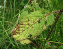 Ascochyta galeopsidis
