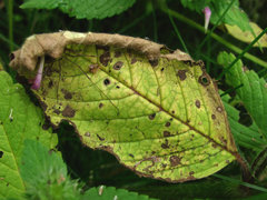 Ascochyta galeopsidis