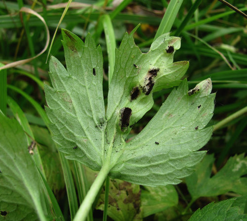 Representative image of Urocystis