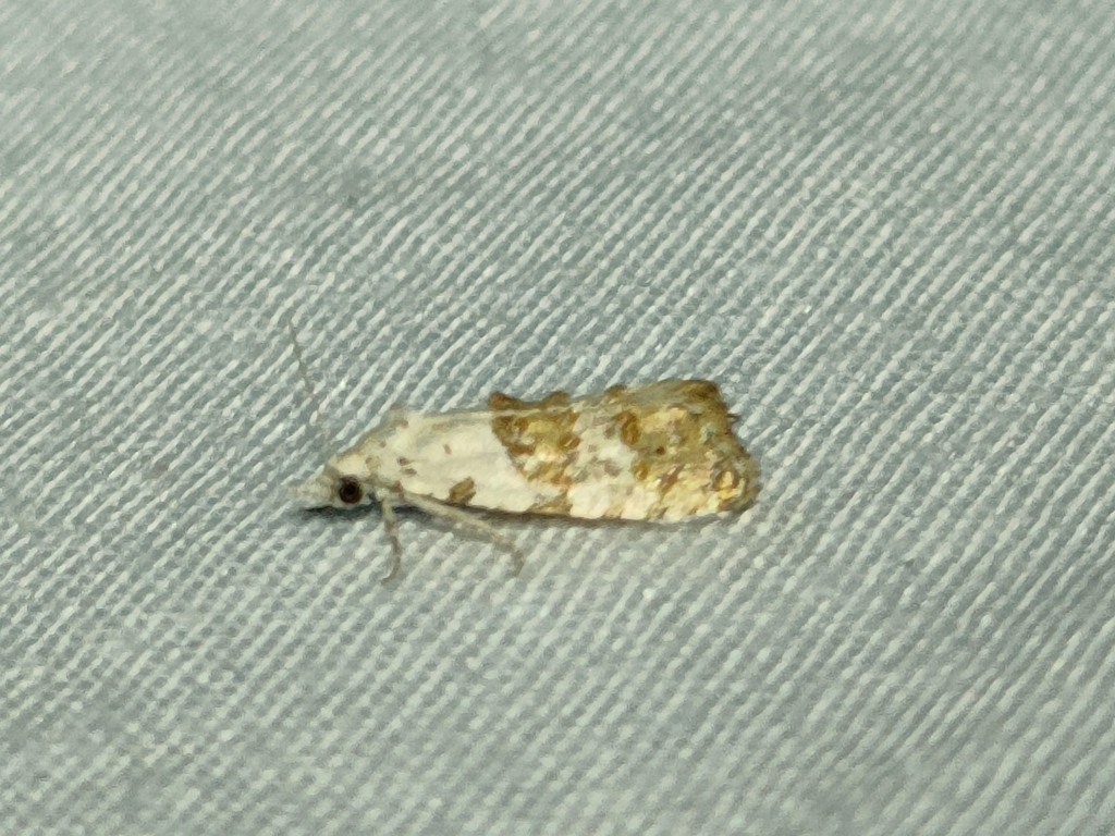 Phtheochroa syrtana