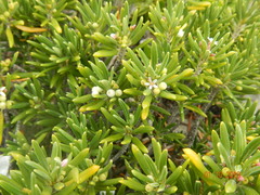 Strumpfia maritima
