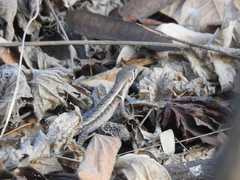 Stenocercus iridescens