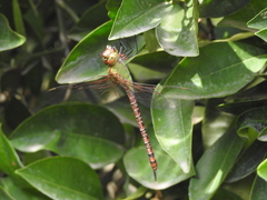 Coryphaeschna perrensi